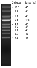 Supercoiled DNA Ladder