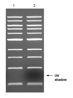 N0552_DNALadder_UVcomparison