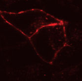 Figure 1: Live COS-7 cells transiently transfected with pSNAP-ADRβ2