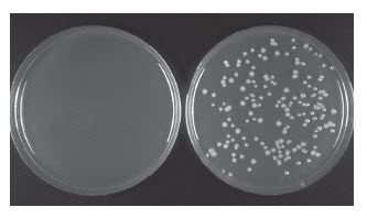 PCR cloning