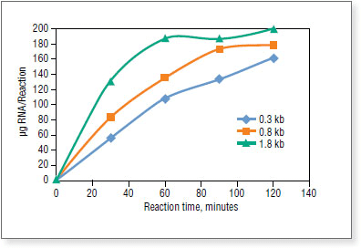 Figure 2. Time course of standard RNA synthesis from three DNA templates 