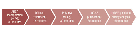 Figure 2. Overview of mRNA synthesis work flow with the HiScribe T7 ARCA mRNA Kit (with tailing)