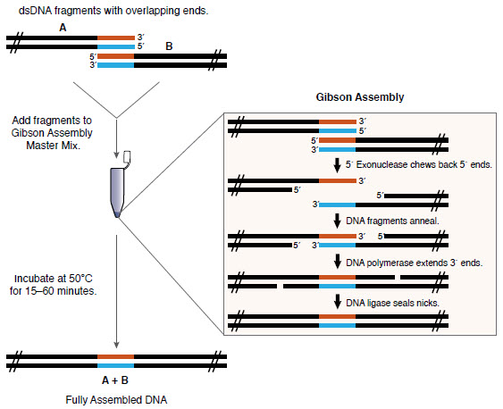 Overview of the gibson assembly method