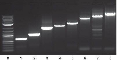 Figure 1. Detection of RNA templates of different length.