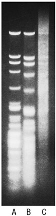 Ligation of Nuclease BAL-31 treated fragments 