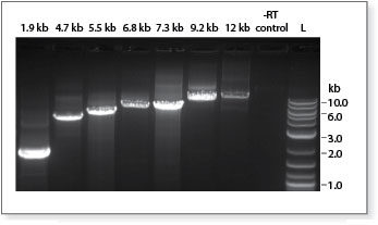 Robust cDNA synthesis is achieved even with longer templates 