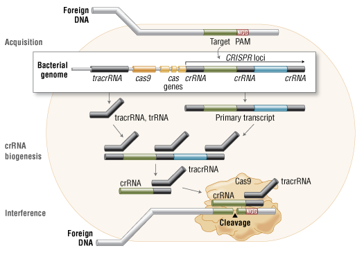 Cas9 in vivo: Bacterial Adaptive Immunity