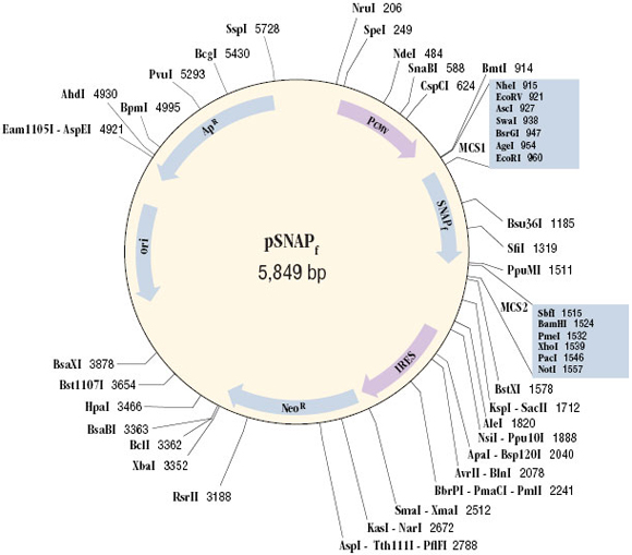 Cloning Region of pSNAP 