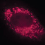 Figure 1. Live NIH/3T3 cells expressing SNAP-tag fused to mitochondrial oxidase 8A (Cox8A-SNAPf)