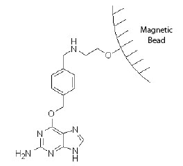 Figure 1: Substrate structure on SNAP-Capture Magnetic Beads 