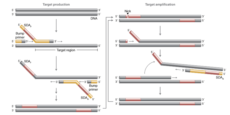 strand displacement amplification workflow