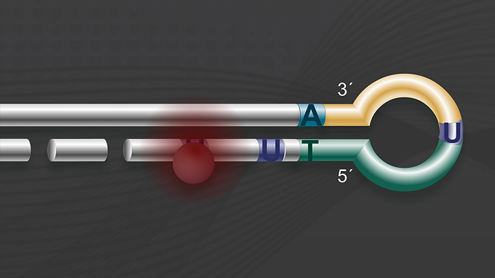 NEBNextUltra2DirectionalRNA_720