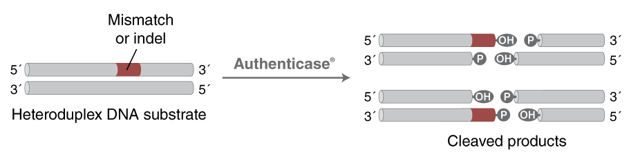 Image of activities of Authticase