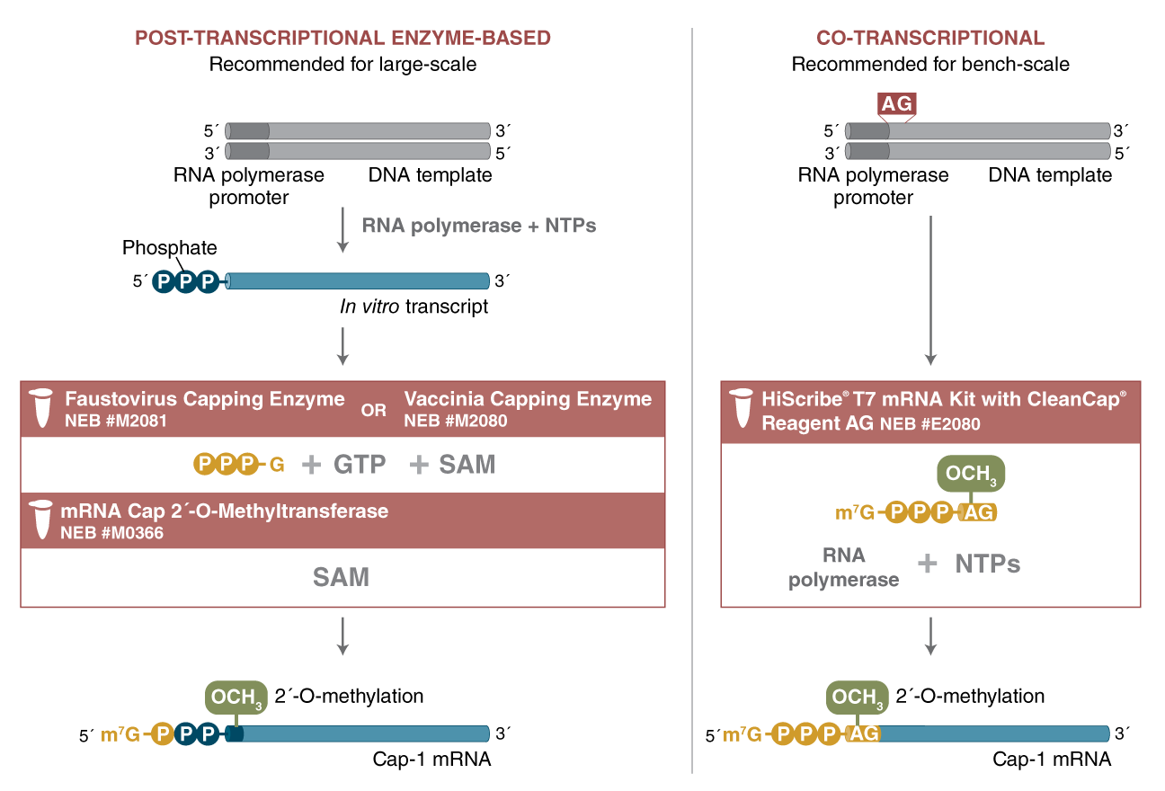 Capping mRNA with enzymes at small scale or manufacturing with CleanCap