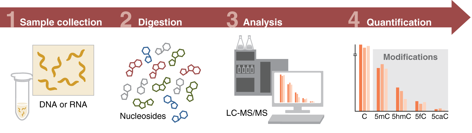 RNA Modifications worflow