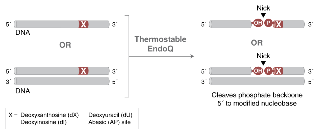 M0701 ThermostableEndoQ Mechanism
