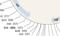 DNA_Plasmids_Maps_thumb