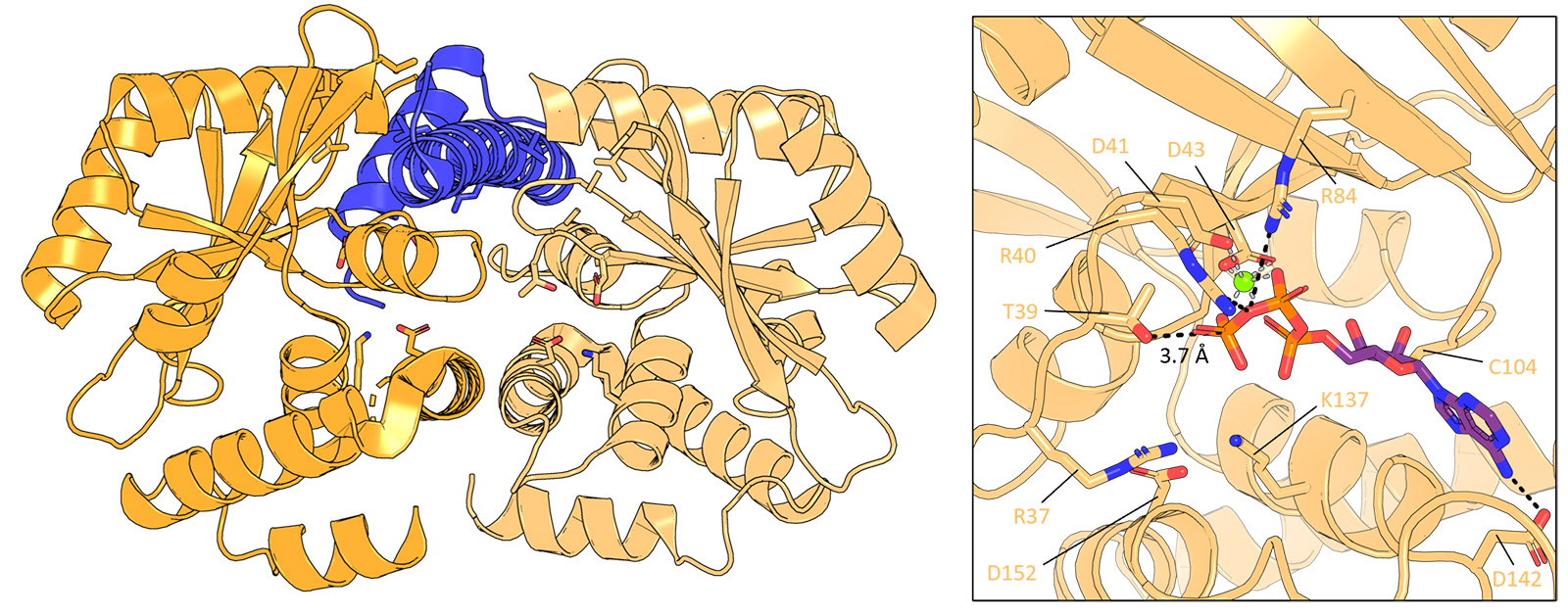 3d image of protein interaction