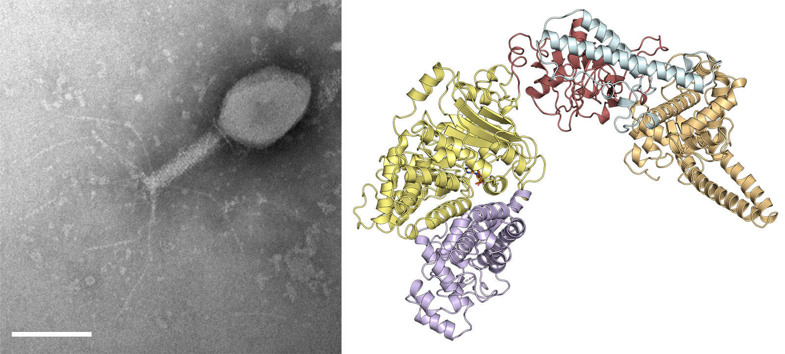 Image of a bacteriophage and colorful 3D structure