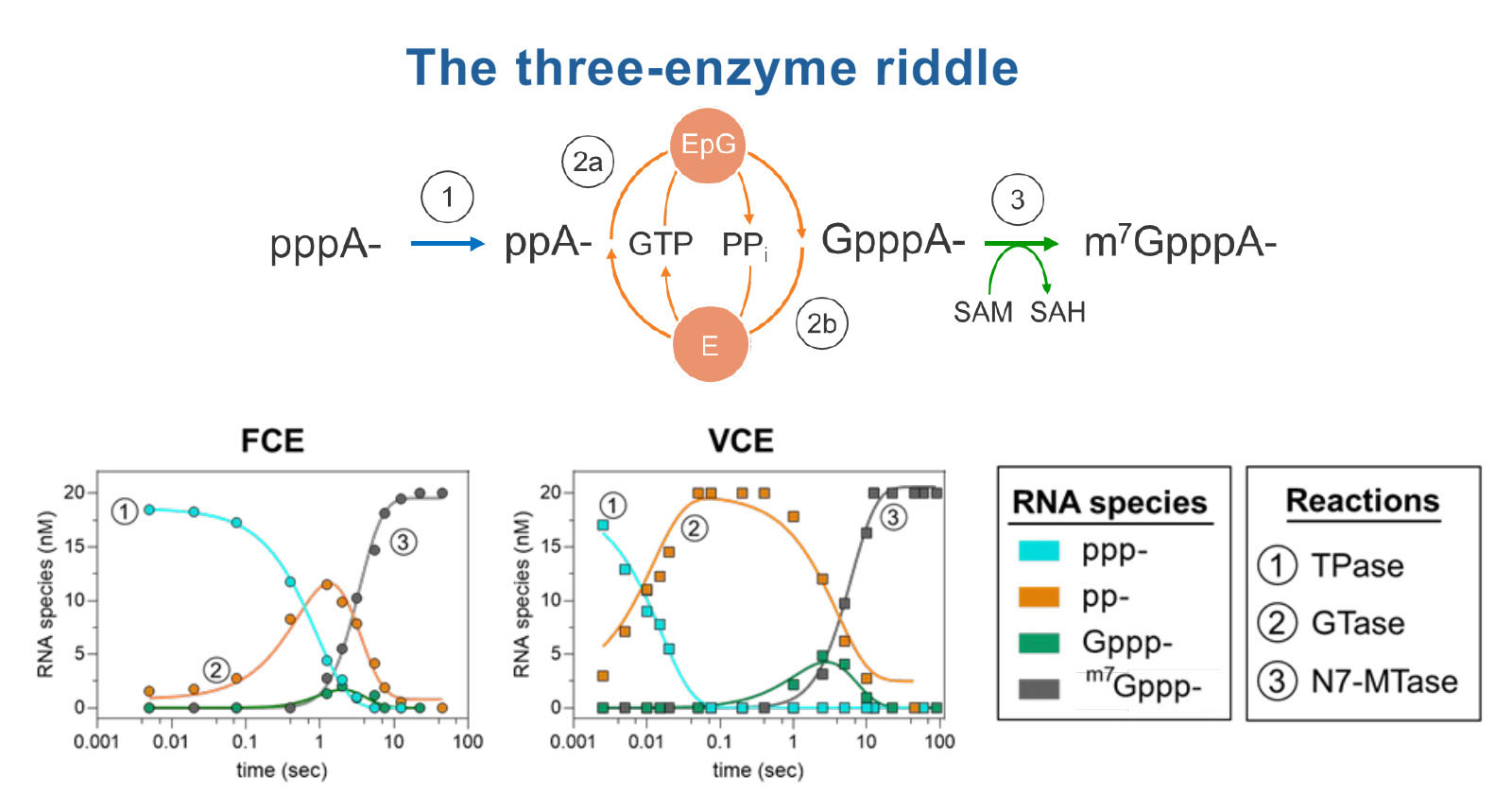 Flow diagram and graphs showing RNA species over time with three enzyme activities (TPase, GTase, N7-MTase)
