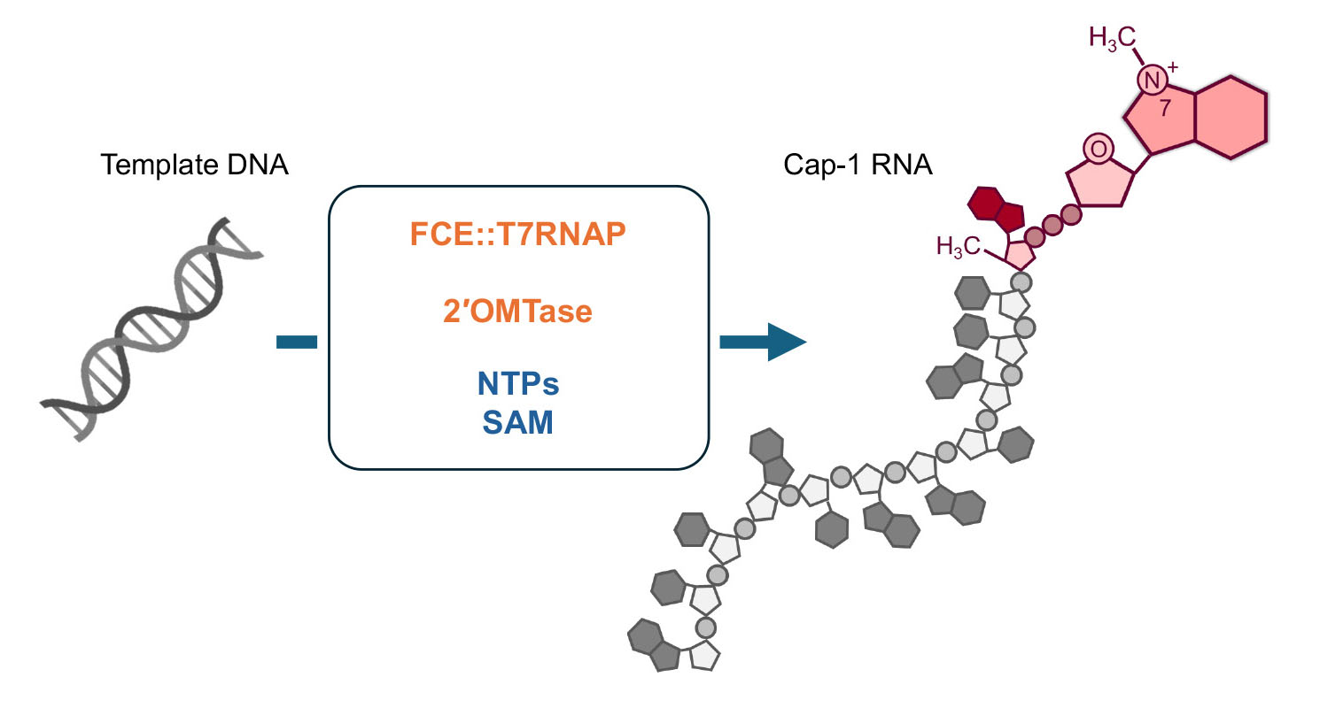 Diagram showing the creation of a fusion protein consisting of FCE and T7 RNA polymerase