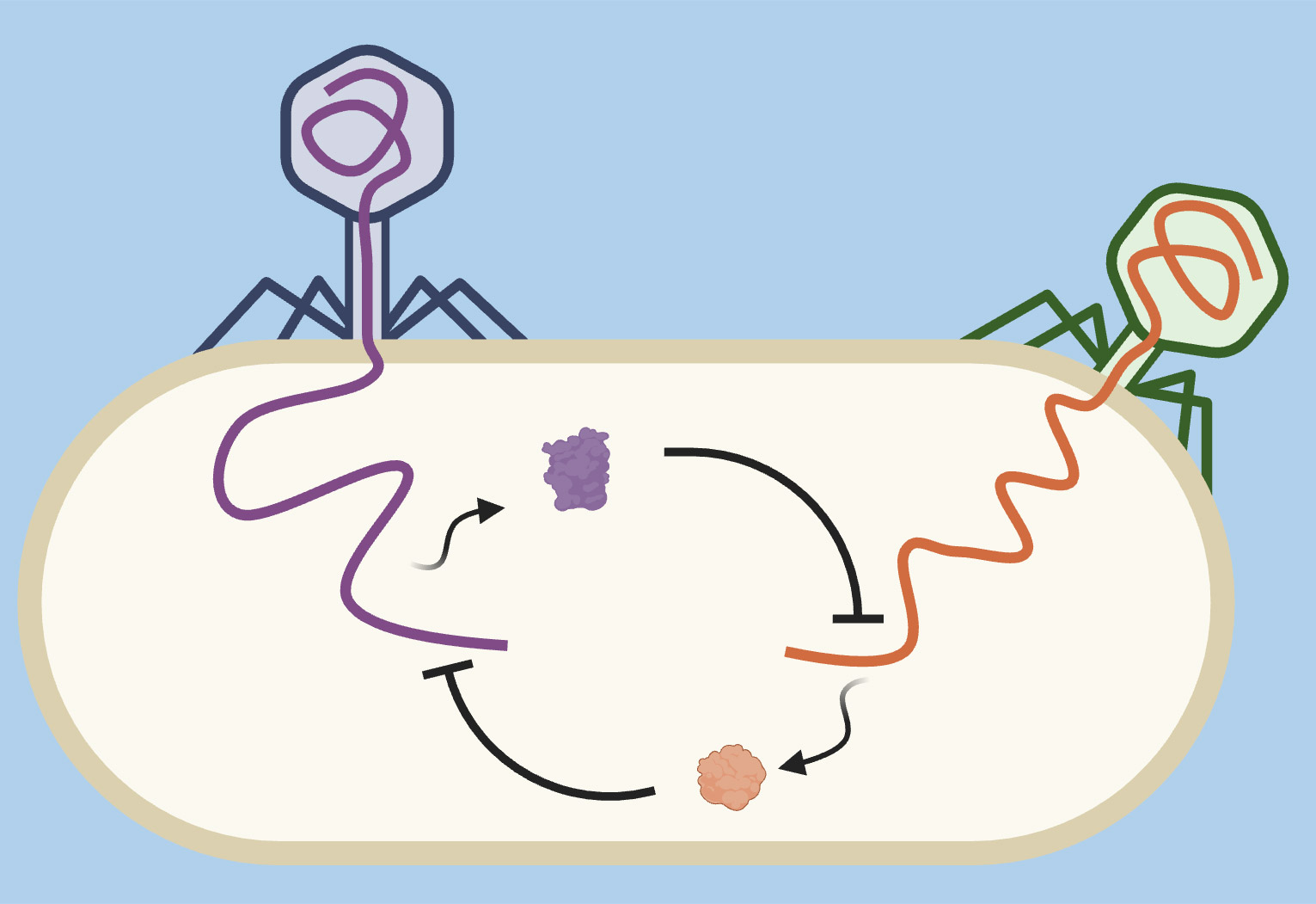 Stylized drawing of a cell and a bacteriophage