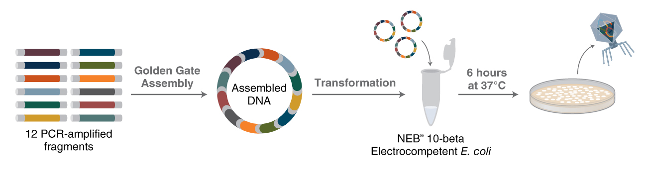image of a worklfow including Golden Gate DNA assembly, bacterial transformation and phage selection.