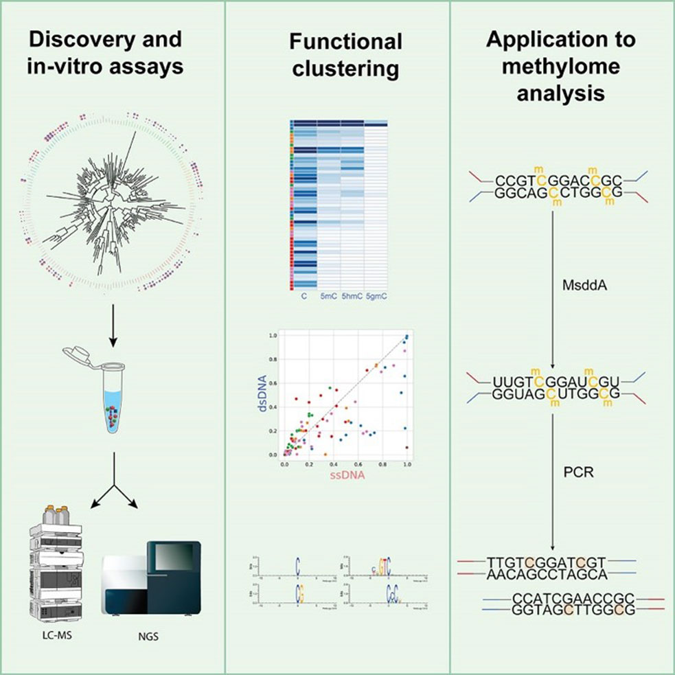 Image showing pathways to discovery of novel deaminases