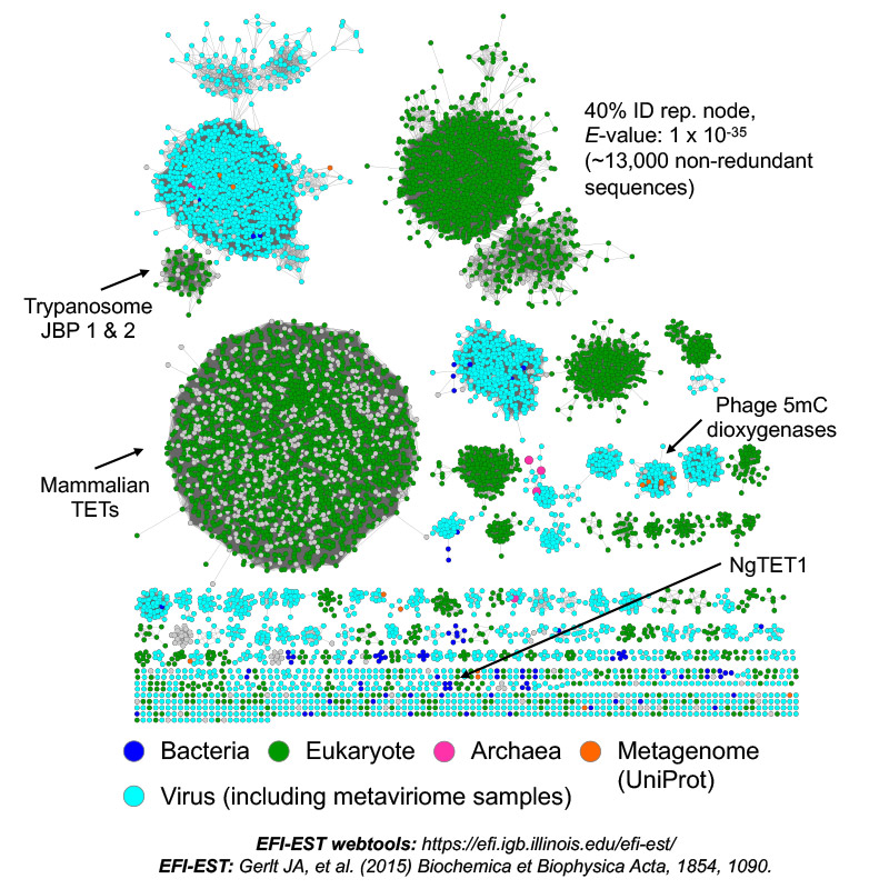 Artistic representation of organisms as blue and green circular dots of different sizes