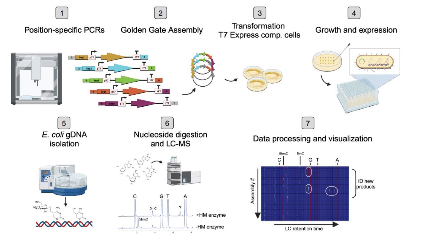 Image with seven steps showing lab equipment, agar plates and DNA assembly techniques