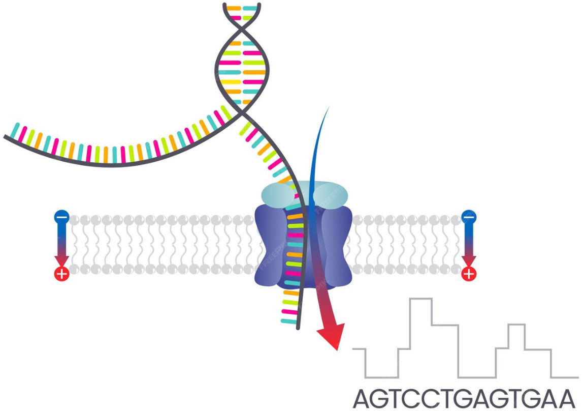 Simplified diagram of DNA sequencing process with labeled components