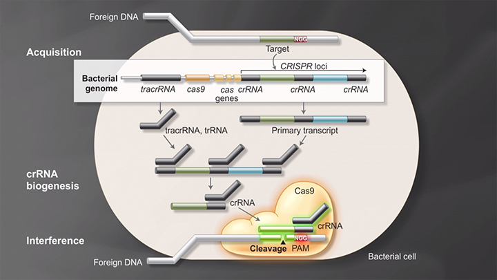 crispr_cas9_animation_282x210_thumb