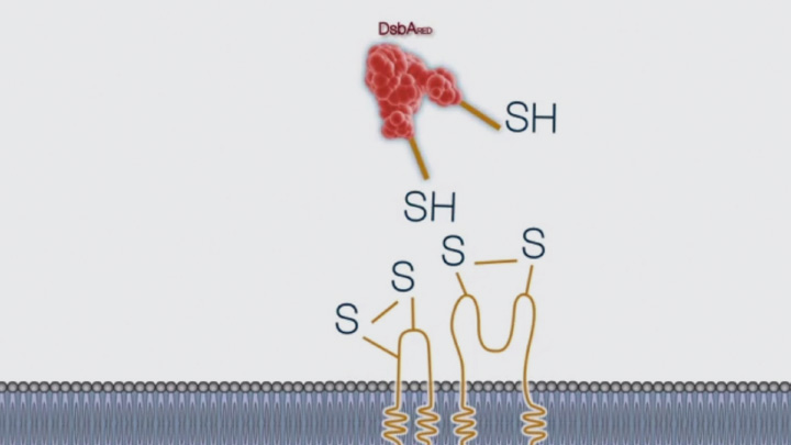 DisulfideBondFormationPeriplasmEColiCytoplasmSHuffle720