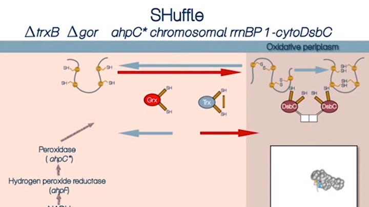 DisulfideCytoplasm_VideoThumb