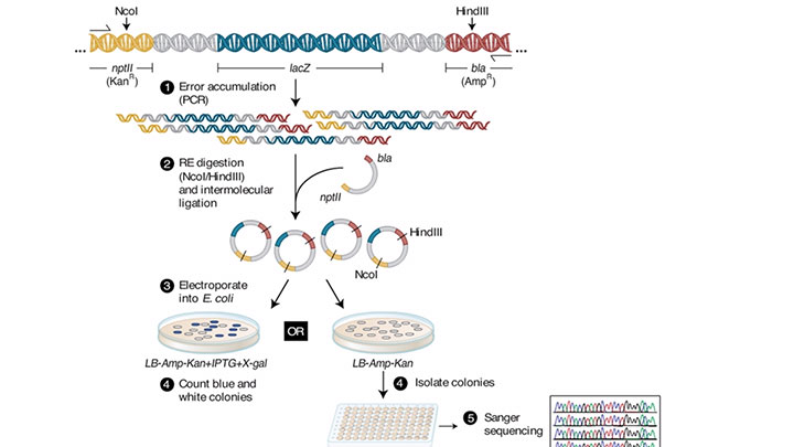 FA_Polymerase__Fidelity_VideoThumb