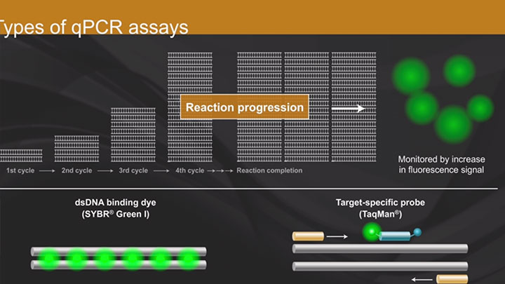 overview of qPCR