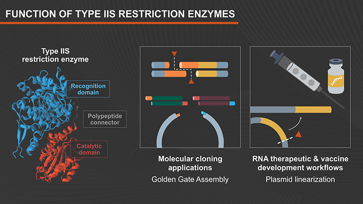 Type IIS Restriction Enzymes function
