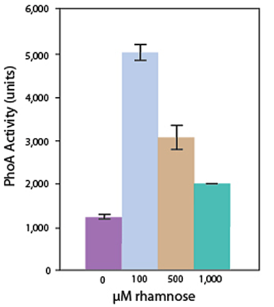 Overnight expression of a membrane protein &ndash; PhoA fusion