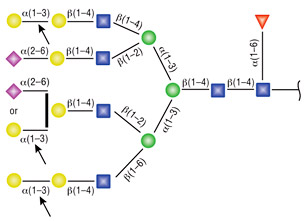 Figure 1: Detailed specificity of &alpha;1-3, 6 Galactosidase