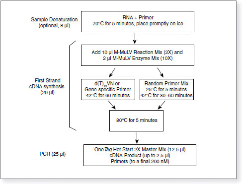 Figure 2. First Strand DNA Synthesis 