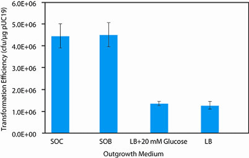 Effect of outgrowth medium on transformation efficiency: